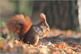 <p>VEVERKA OBECNÁ (Sciurus vulgaris) /Red squirrel - Eichhörnchen/</p>